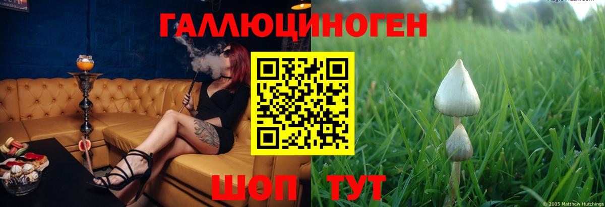 Асино  Псилоцибиновые грибы Psilocybe  Вход с VPN 